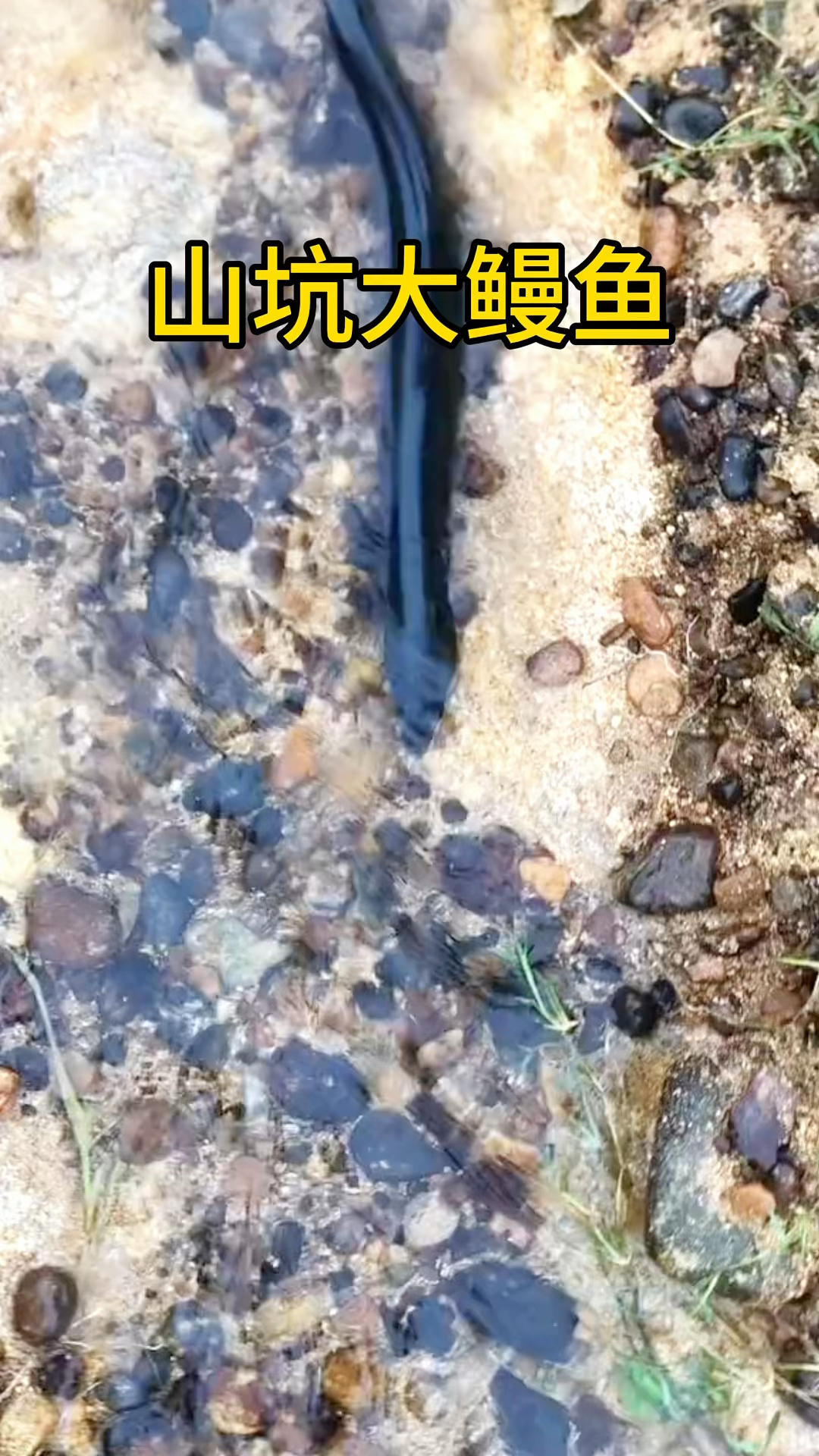 好大的鳗鱼,山坑鳗鱼