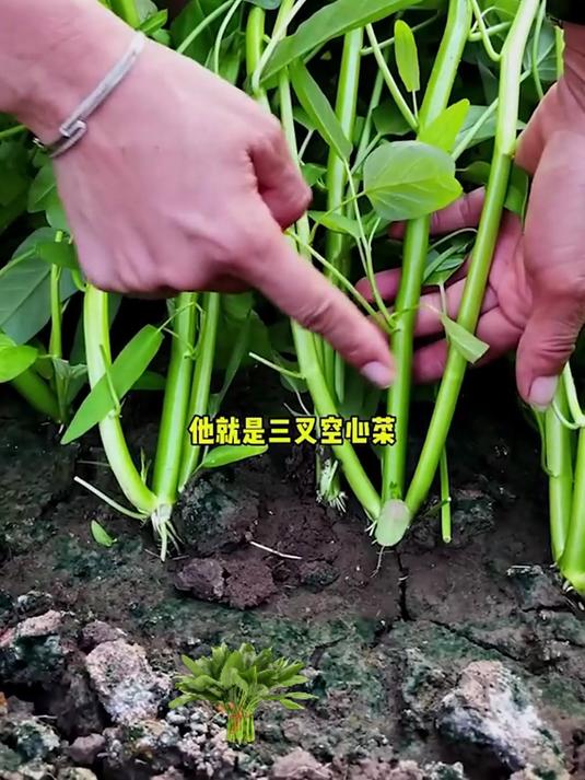 空心菜种子,发芽率高好种植
