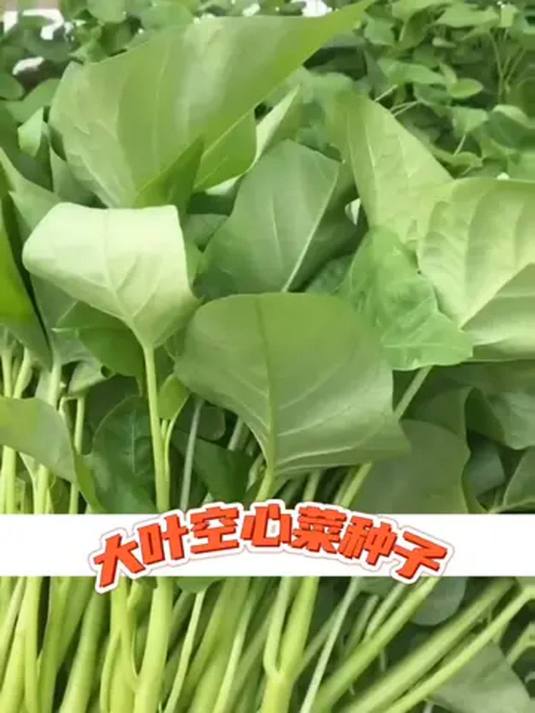 自己种大叶空心菜,天然绿色超美味,你试过吗?
