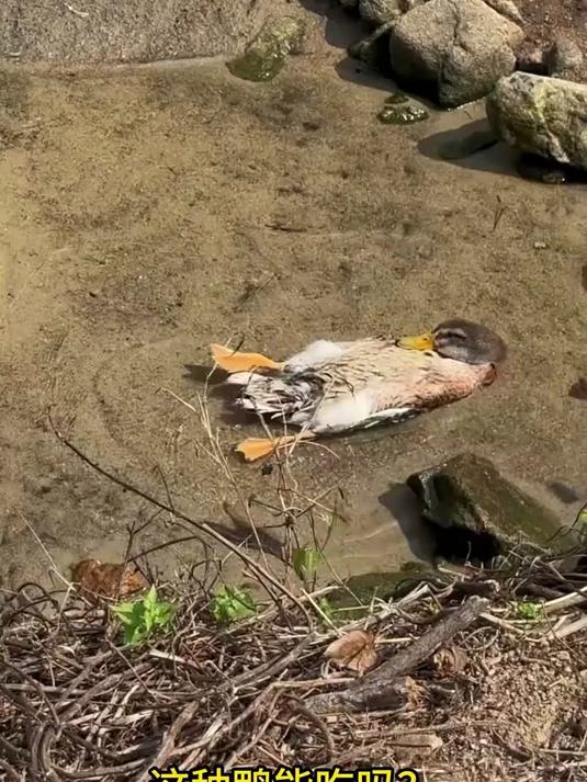 带你认识15种不同品种的鸭子！看看你认识几种？