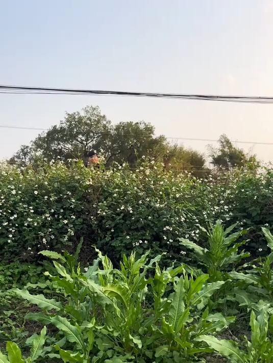 你的家乡有这种植物吗