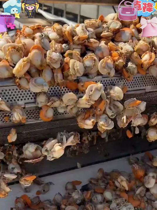 新鲜捕捞扇贝,肉质 Q 弹饱满,干净无沙,家常小炒超鲜美～#美食#