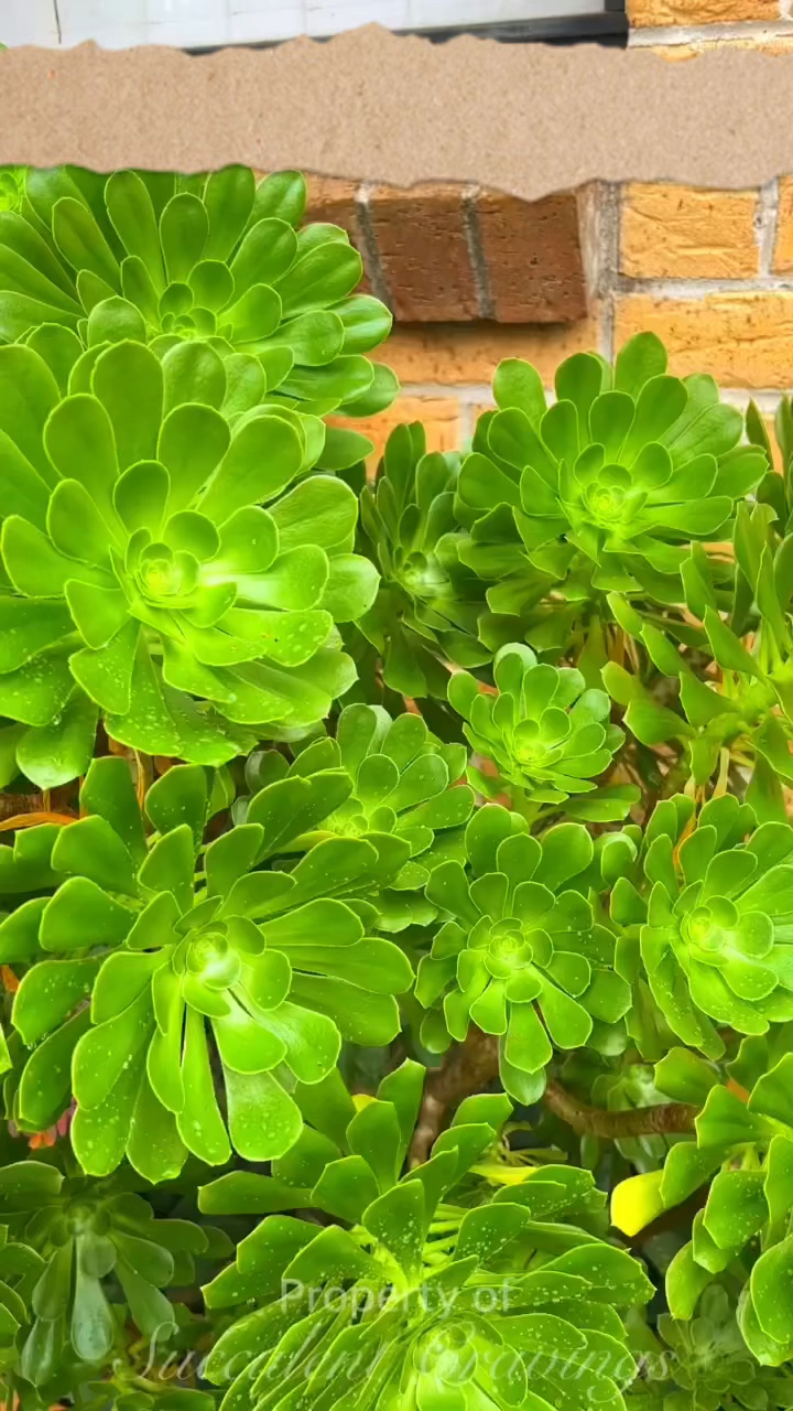 绿法师,有没有很养眼?
