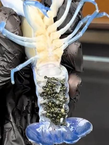 爆款养宠!买到怀孕母虾,孵化小虾的过程太治愈