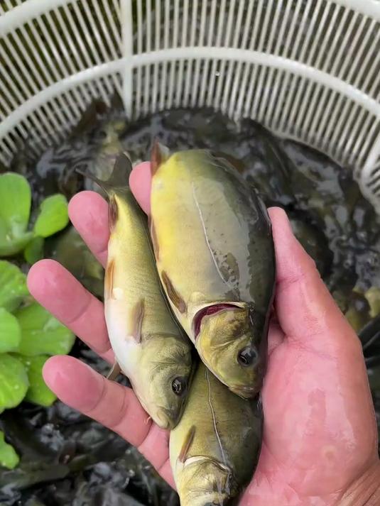 这个品种鲤鱼你见过吗?#水产养殖#四大家鱼#三农#高密度养殖 (1)
