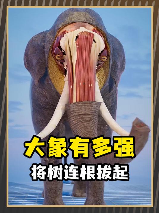 大象到底有多强?