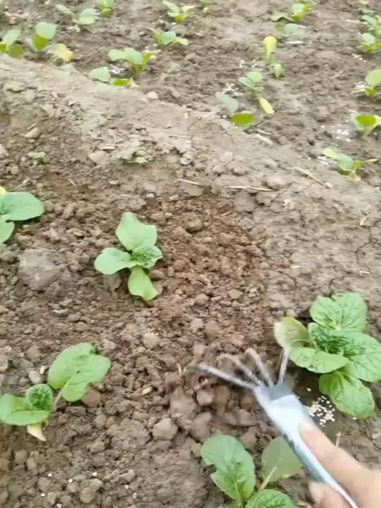 移栽一周的黄心菜苗,及时施肥,在给它松松土