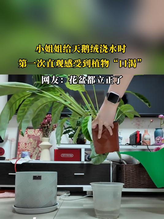 小姐姐给天鹅绒浇水时,第一次直观感受到植物“口渴”