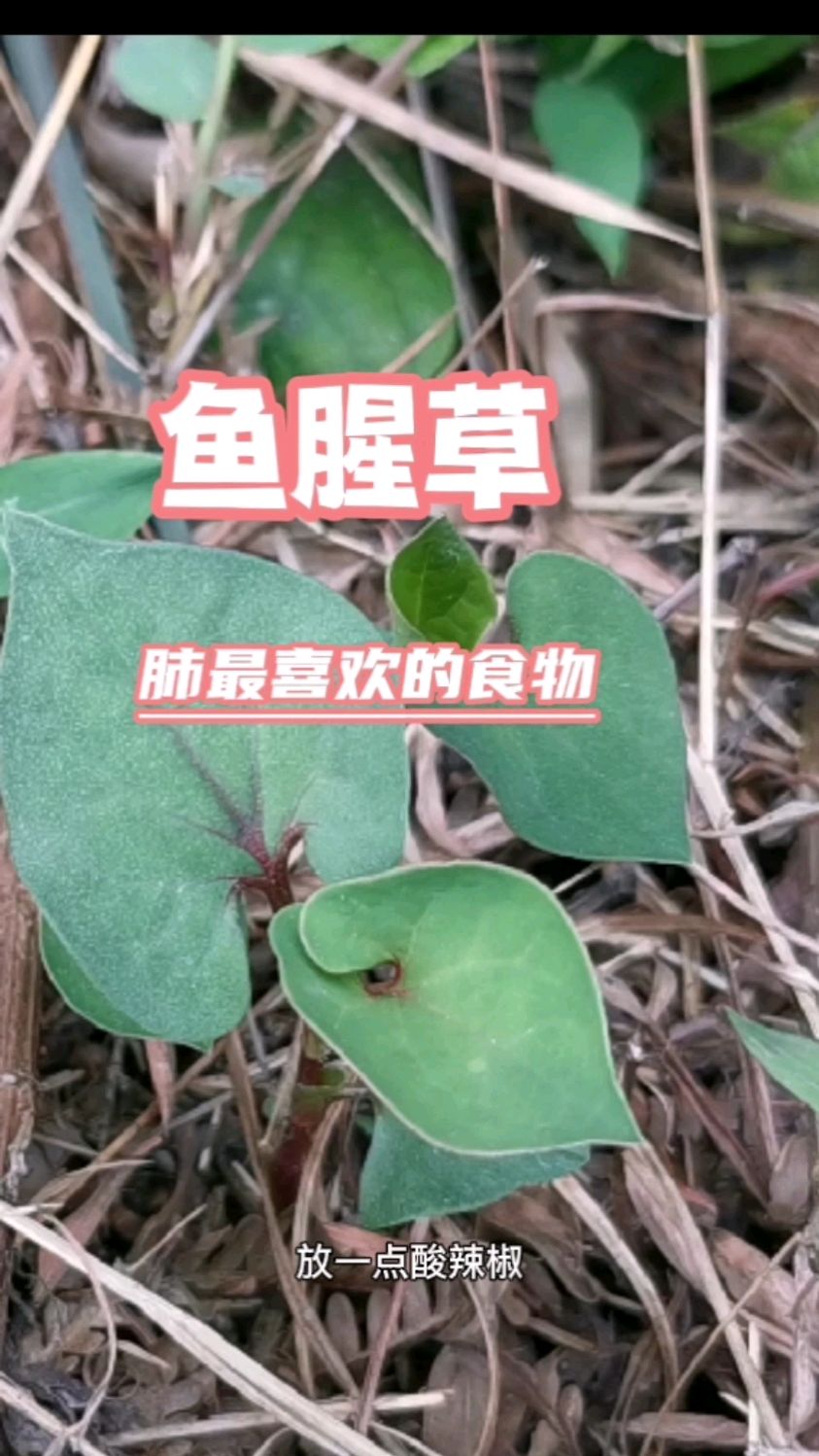 鱼腥草的用法多,你知道几种?