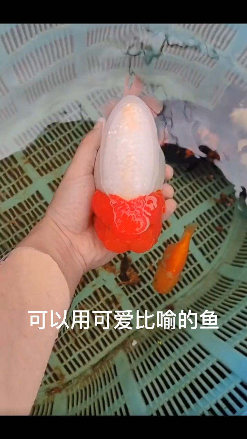 可以用可爱形容的鱼,那肯定就是兰寿鱼了