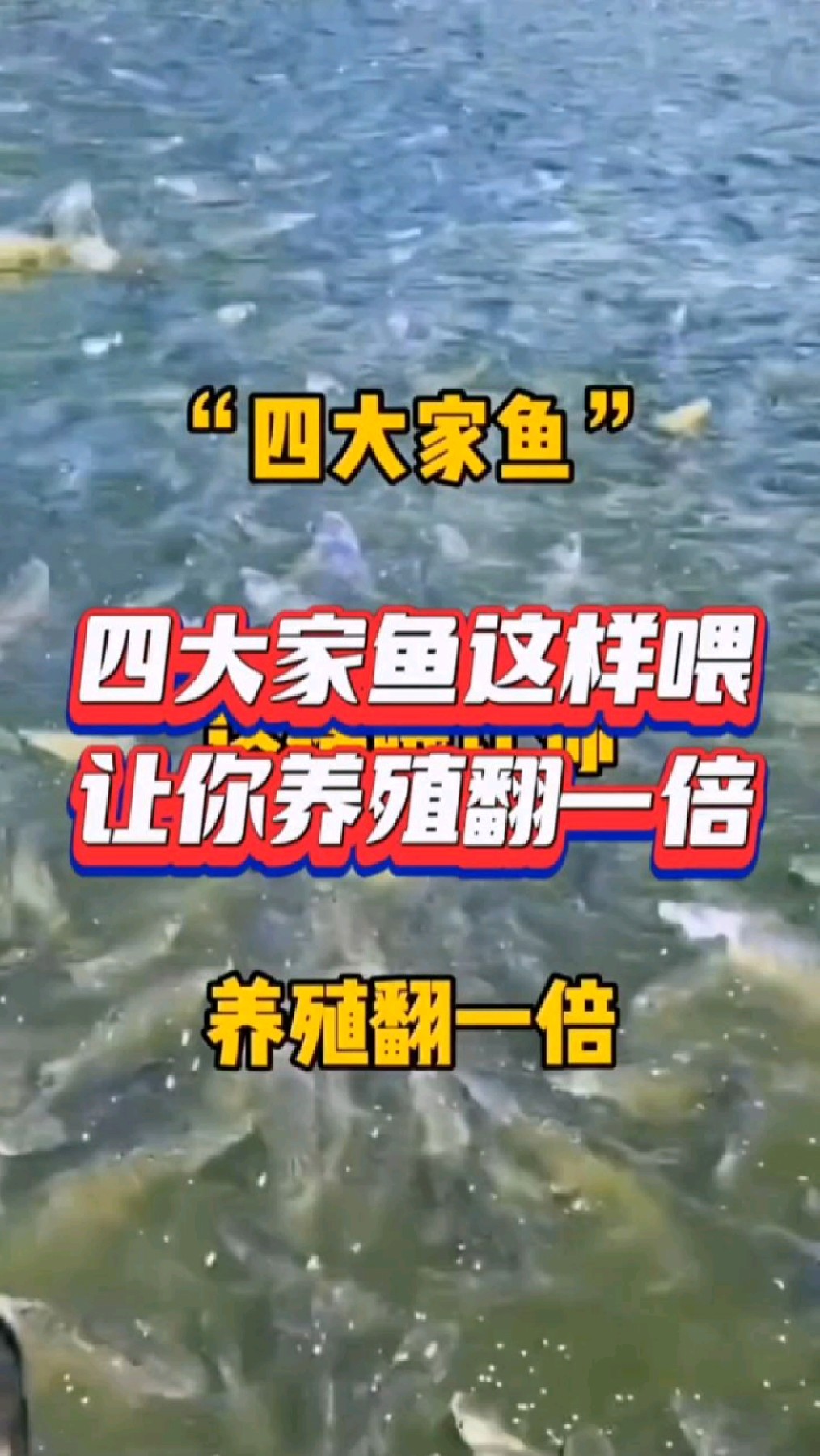 四大家鱼这样喂,让你养殖翻一倍