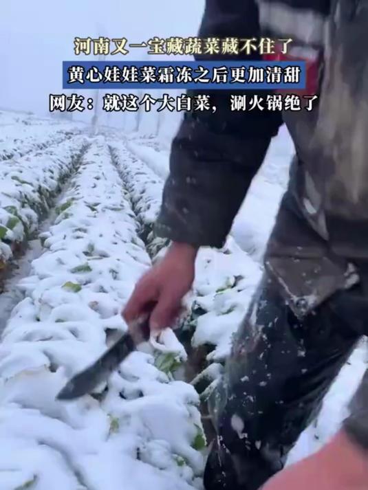 河南又一宝藏蔬菜藏不住了，黄心娃娃菜霜冻之后更加清甜