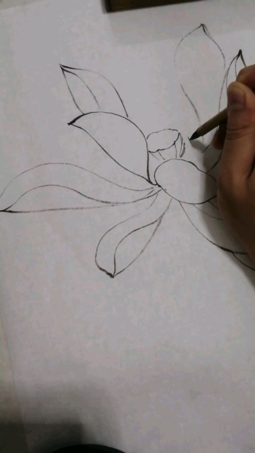 国画荷花白描创作