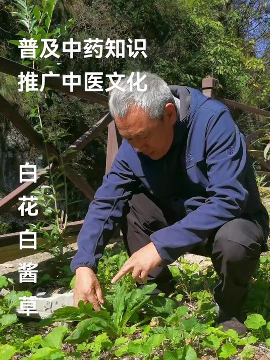 白花败酱草 每天认识一种中药材,今天认识一下白花败酱草