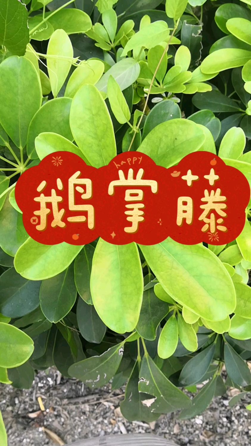 鹅掌柴,一年四季常绿植物