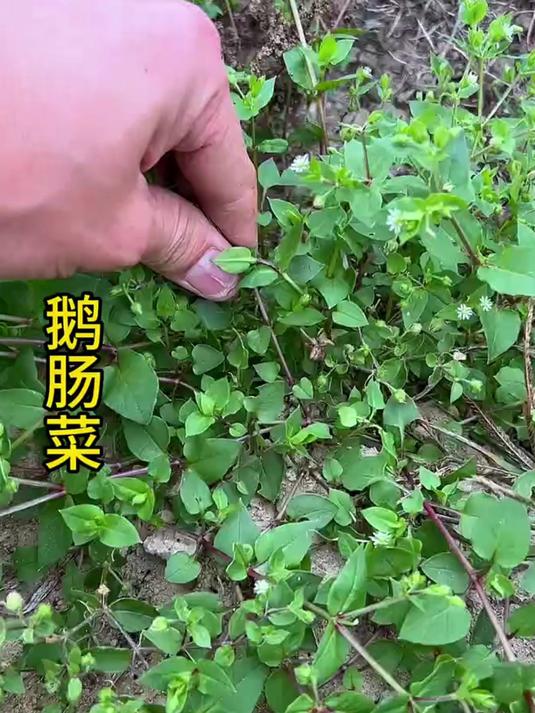 鹅肠菜!大人小孩都很喜欢
