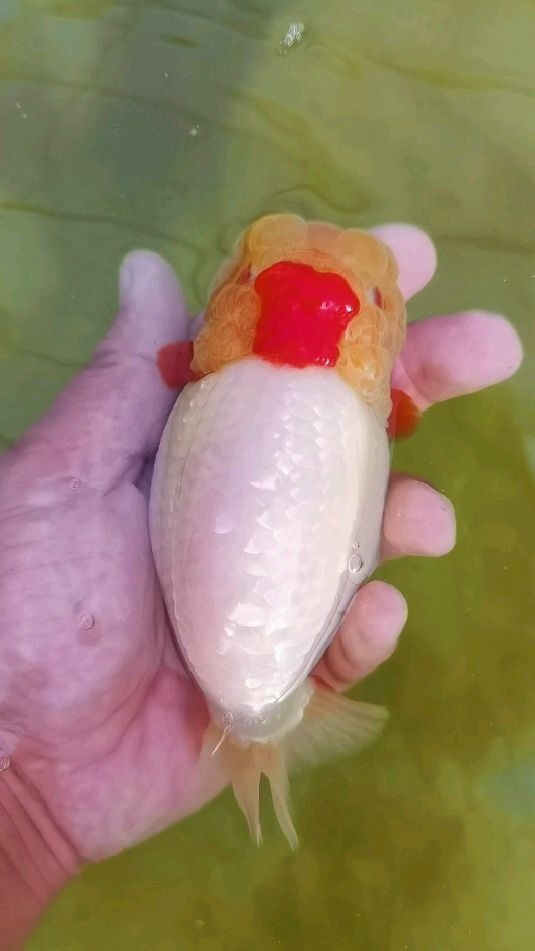 鸿运当头。红白兰寿小红帽