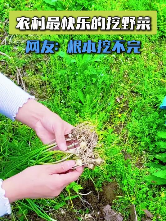 农村最快乐的挖野菜，网友：根本挖不完#去野去回春#