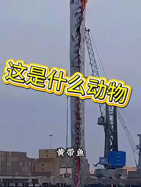 皇带鱼世界上最大的带鱼