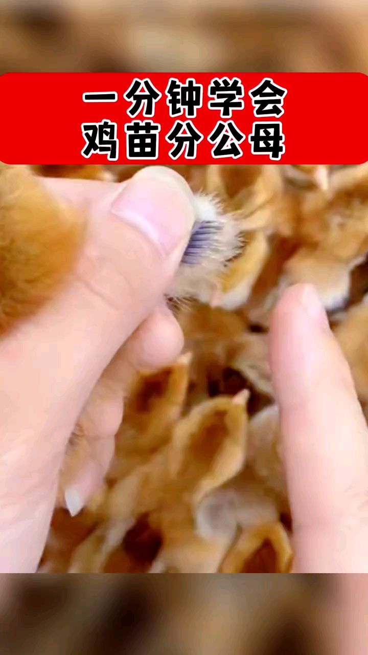 一分钟学会鸡苗分公母