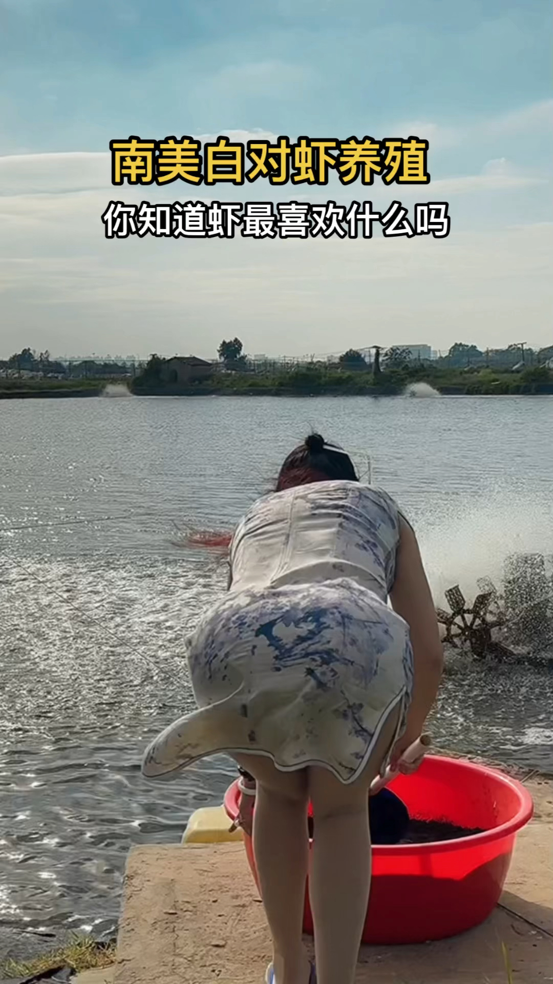 你知道虾最喜欢什么吗?#南美白对虾养殖#水产养殖#工厂化养虾