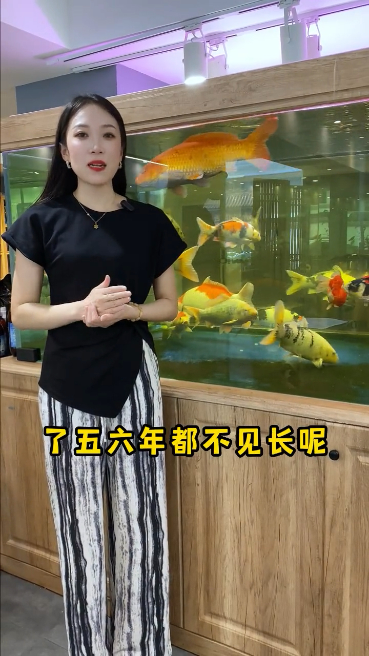 养了五六年锦鲤就是不长?