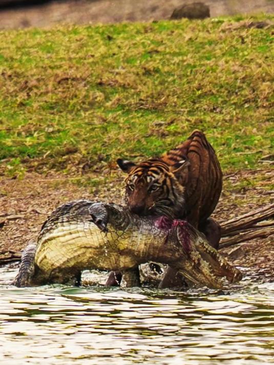 老虎火力全开，水中拿捏鳄鱼