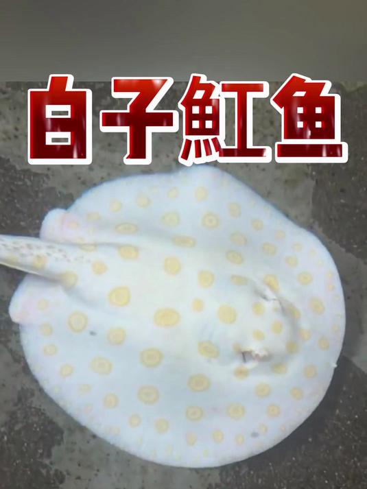 白子魟鱼