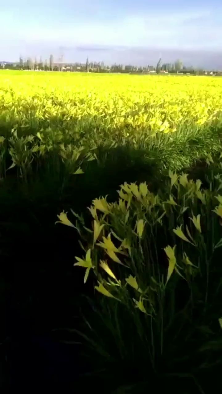 黄花菜烘干机,黄花菜杀青烘干,蔬菜烘干机