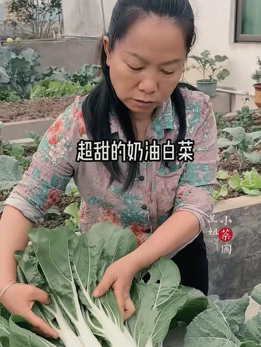 奶油小白菜,纯天然的绿色美味!