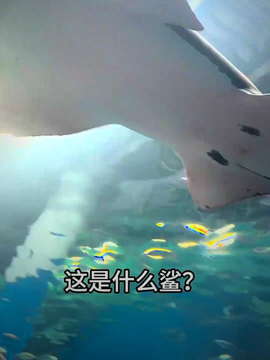 从明朝活到现在的睡鲨？带你认识不同鲨鱼！