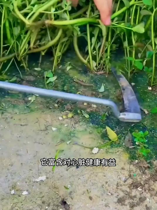 这种野菜你肯定吃过