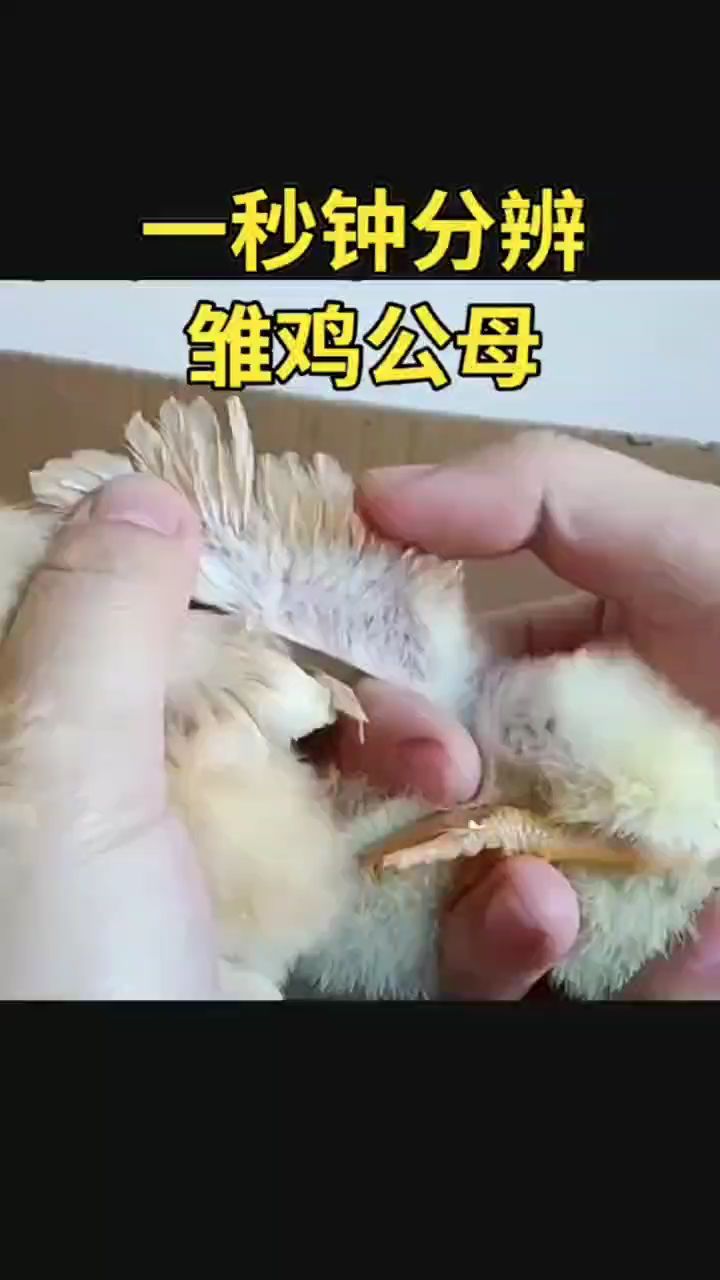 一秒钟分辩雏鸡公母