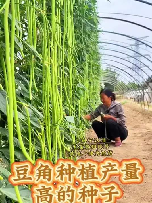 想让豆角高产?选对种子是关键!生菜杨姐有妙招