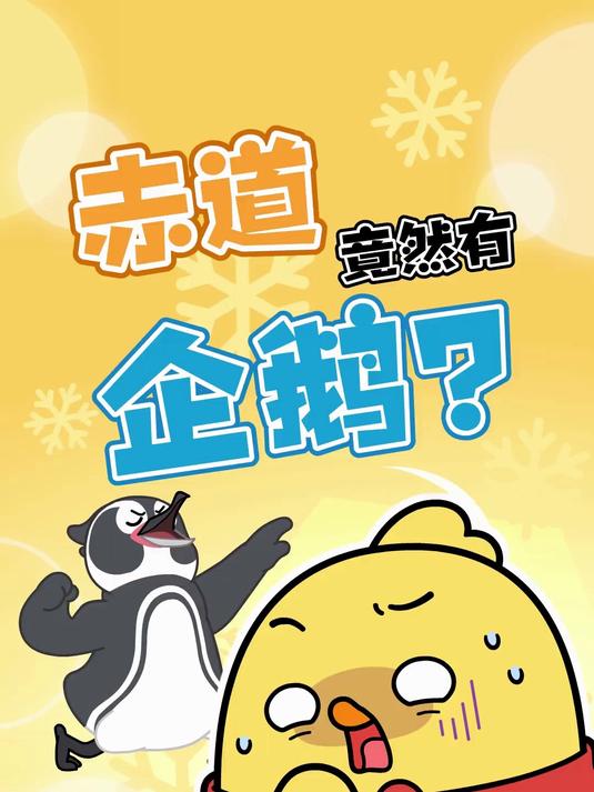 企鹅只生活在南极?no no no!赤道也有企鹅!