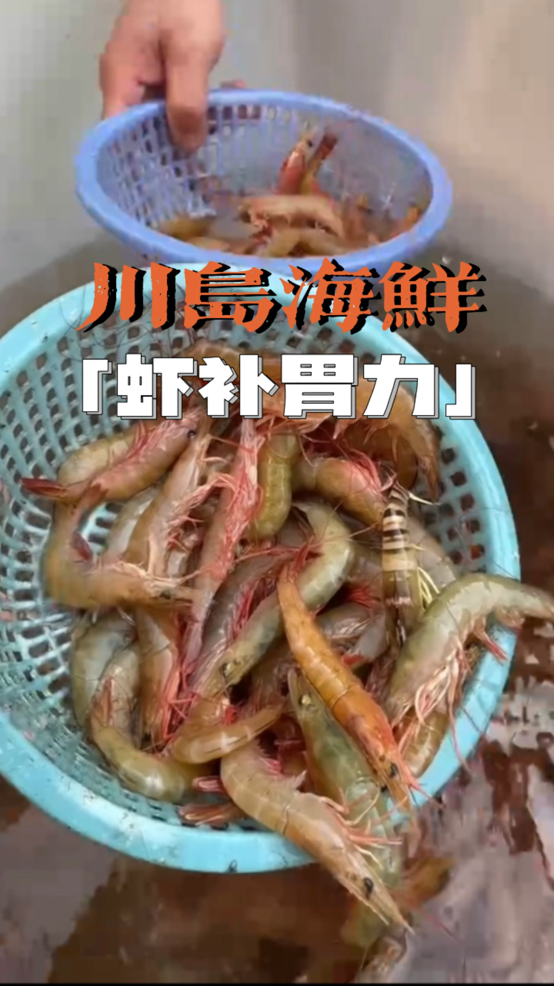 多新鲜的海虾,当地人叫中虾也叫红须虾,你们哪里叫什么#海鲜 #美食推荐官 #川岛特产