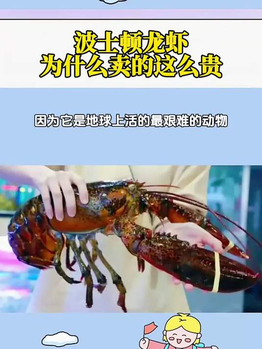 波士顿龙虾为什么卖的这么贵