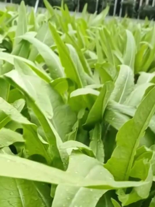油麦菜好种不招虫,采收期长,生长速度快