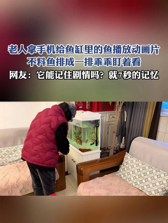老人拿手机给鱼缸里的鱼播放动画片,不料鱼排成一排乖乖盯着看