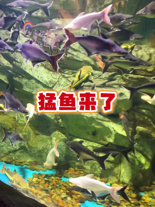 猛鱼苗来了!2条招财猫,没想到竟然这么大!#猛鱼##鱼苗##养鱼#