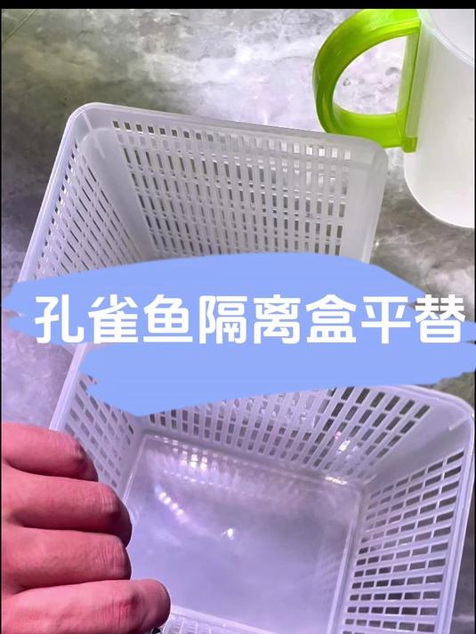 早上刚隔离,下午就生小鱼了。分享个好用的集体繁殖隔离盒