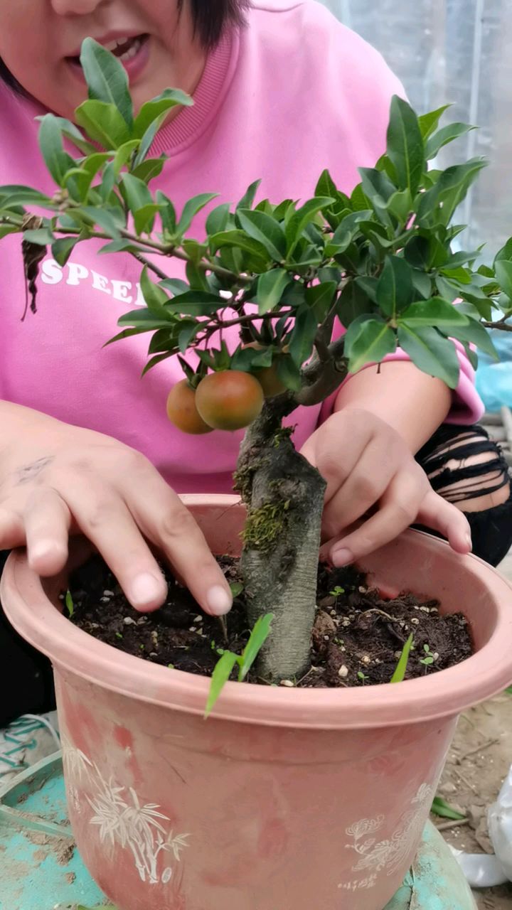 金弹子鸡血红母桩