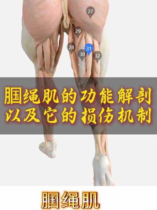 腘绳肌的功能解剖以及它的损伤机制!