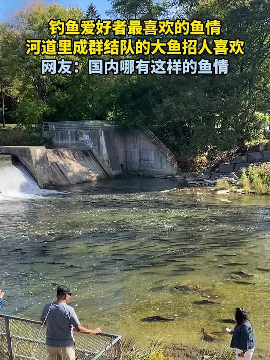 钓鱼爱好者最喜欢的鱼情,河道里成群结队的大鱼招人喜欢