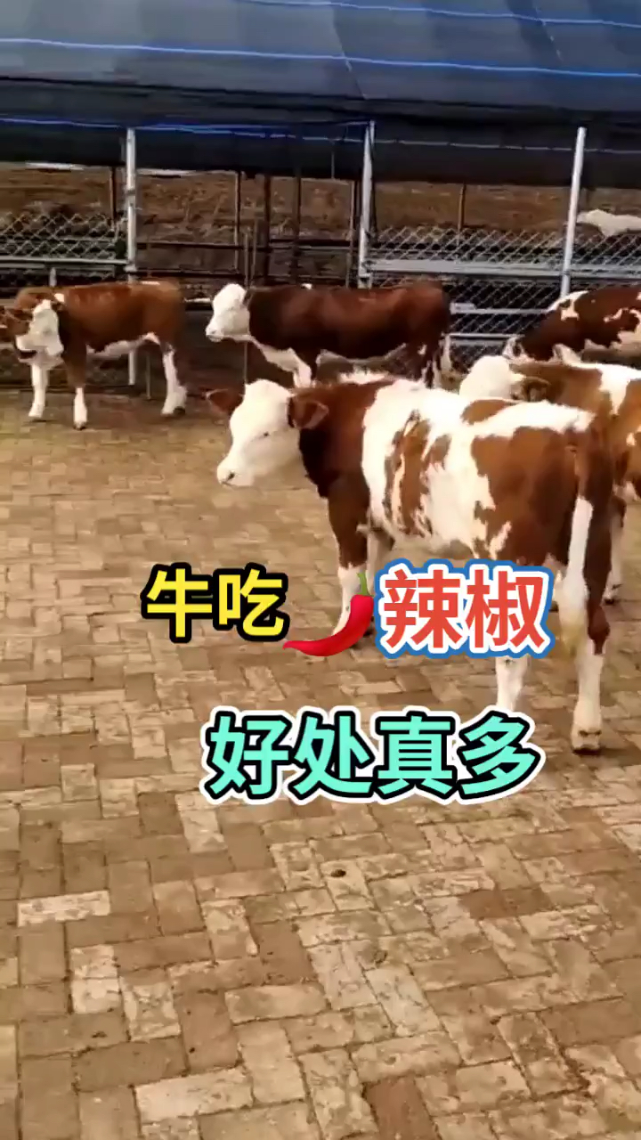 牛吃辣椒有什么好处