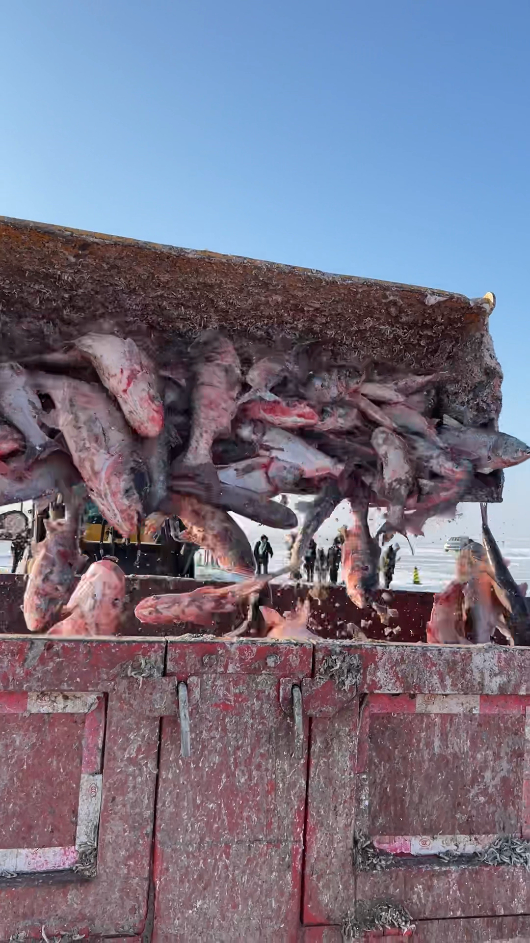 查干湖冬捕胖头鱼爆网了