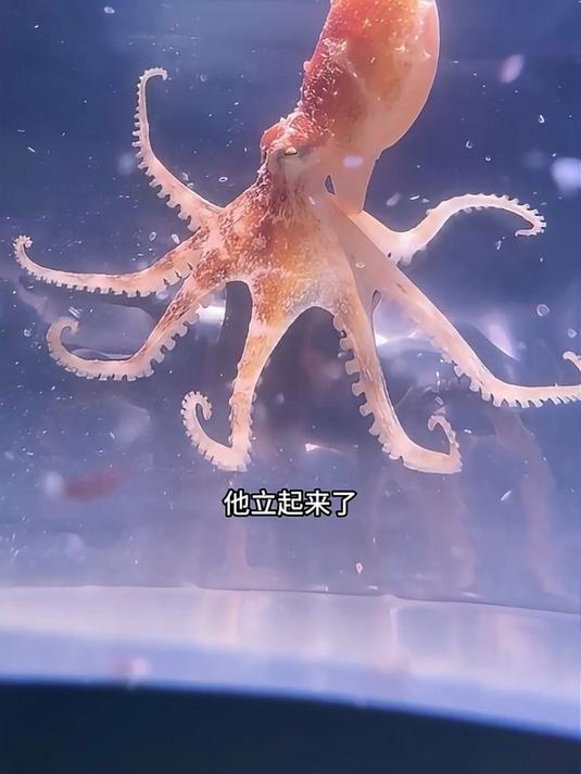 竟然发现一只红色的蓝环章鱼