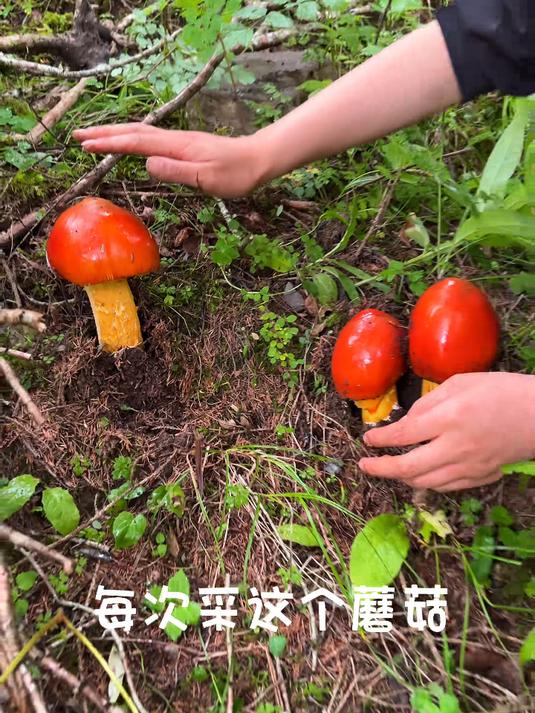 雨天的蘑菇和野果