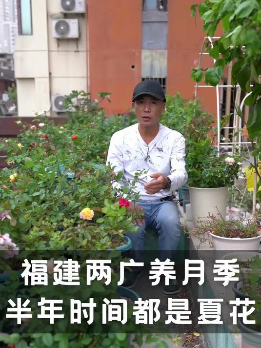 福建两广养月季，半年时间都是夏花，花开不少但没法看