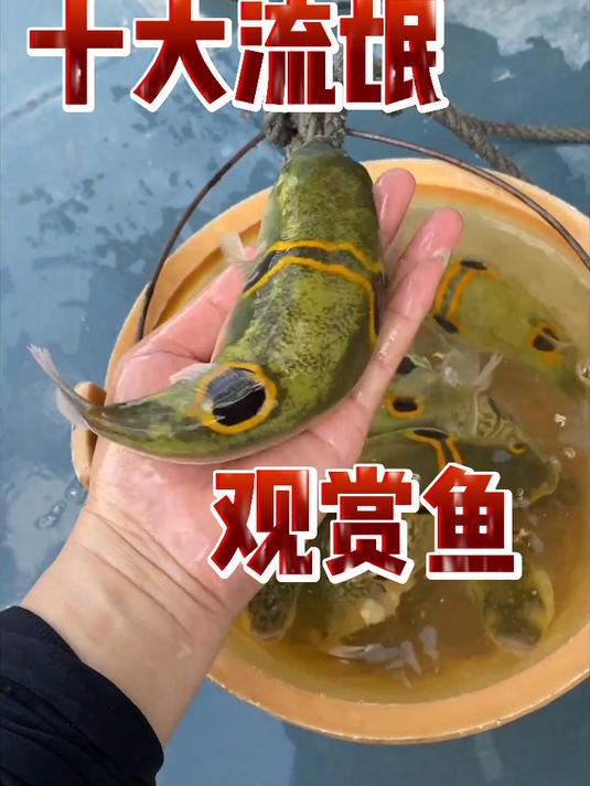 十大流氓观赏鱼